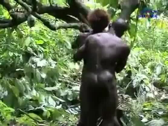 Ghana forest saga